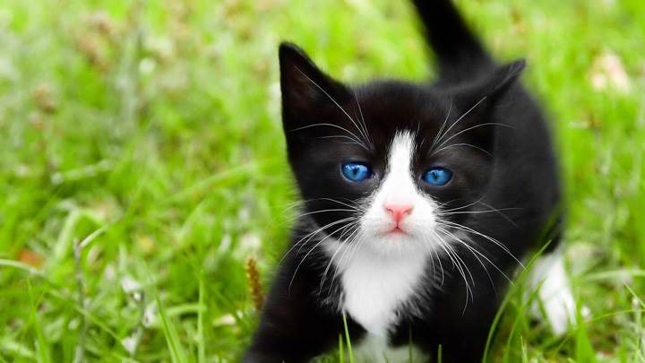 White Cute Cat In Garden